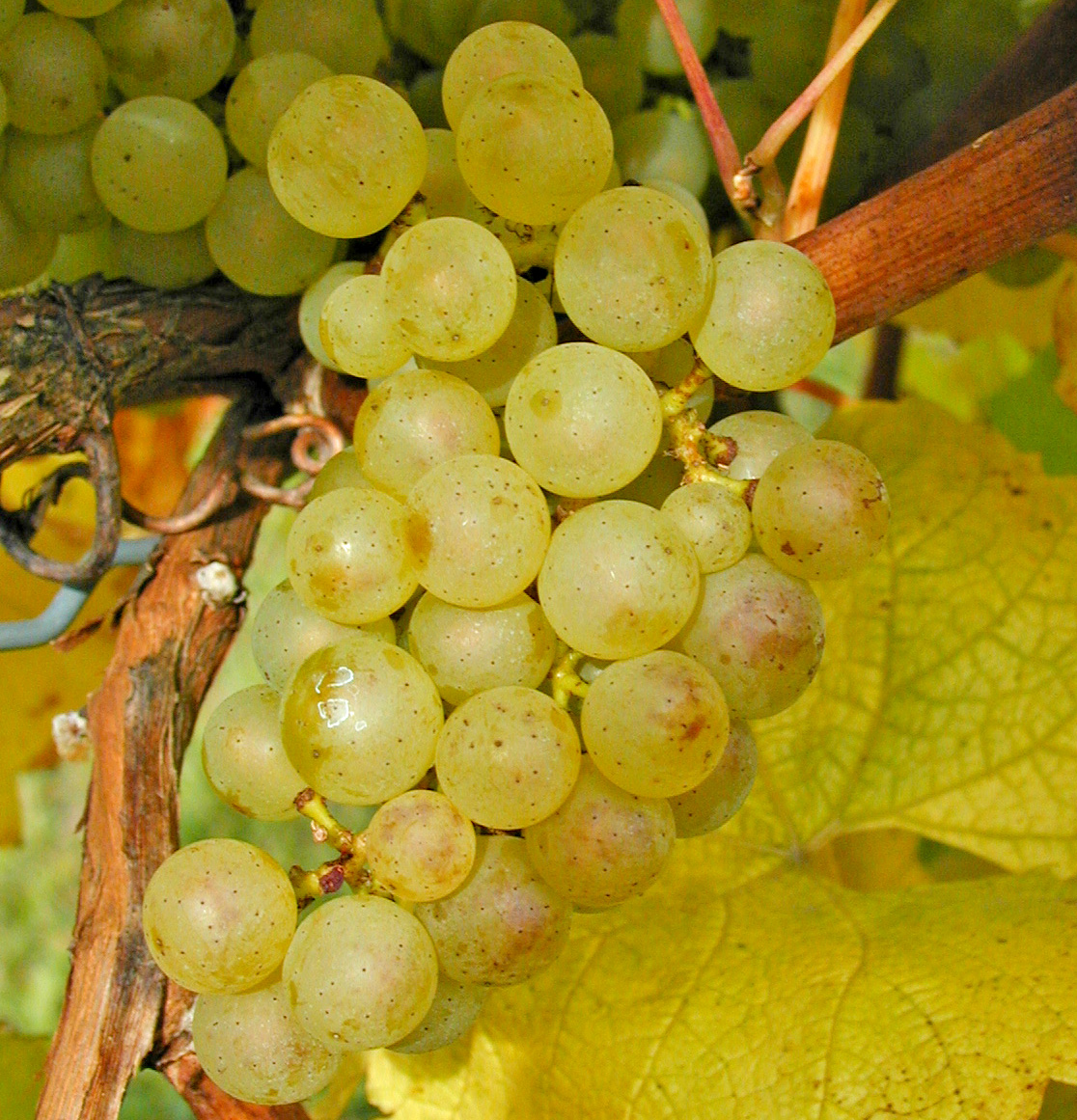 grape berry moth damage